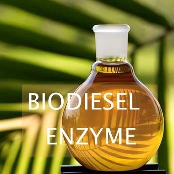 Un buen precio. Enzima de la lipasa de las reacciones del transesterificación para la síntesis del biodiesel en línea