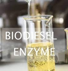 Un buen precio. Hidrólisis enzimática de los lípidos de la basura para la producción del combustible biológico usando las lipasas en línea