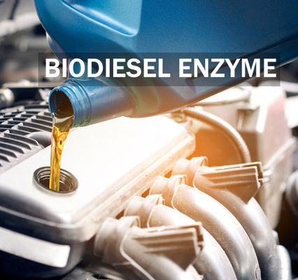 Un buen precio. Aumento de la enzima de la lipasa de la estabilidad para la producción y la calidad mejoradas del biodiesel en línea
