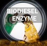 Un buen precio. Caminos metabólicos del lípido de la enzima de la lipasa de la actividad de la producción del biodiesel en línea