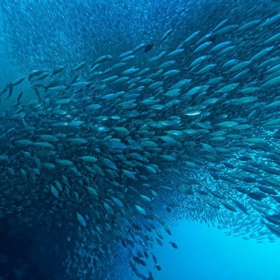 Un buen precio. Aumentar el rendimiento del petróleo marino: el impacto de la lipasa en las técnicas modernas de bioprocesamiento en línea