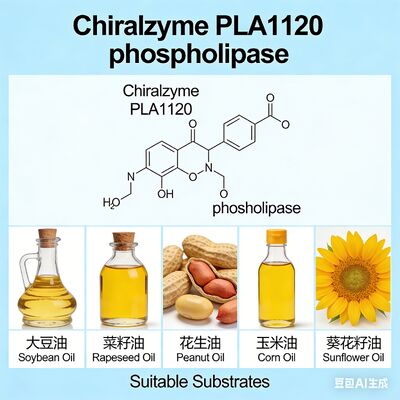 Un buen precio. Chiralzyme PLA1120 | Fosfolipasa A1 de Alta Eficiencia para Desgomado de Aceite | KDN en línea