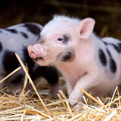 Un buen precio. Polvo Probiótico de Bacillus Subtilis Altamente Activo 100 Mil Millones de UFC/g Aditivo para Alimentos Animales de Grado Alimenticio en línea