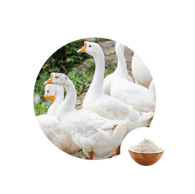 Un buen precio. Oxidasis de glucosa de la fabricación de pan en las enzimas Cas 9001-37-0 de la alimentación de las aves de corral del trigo de la harina en línea